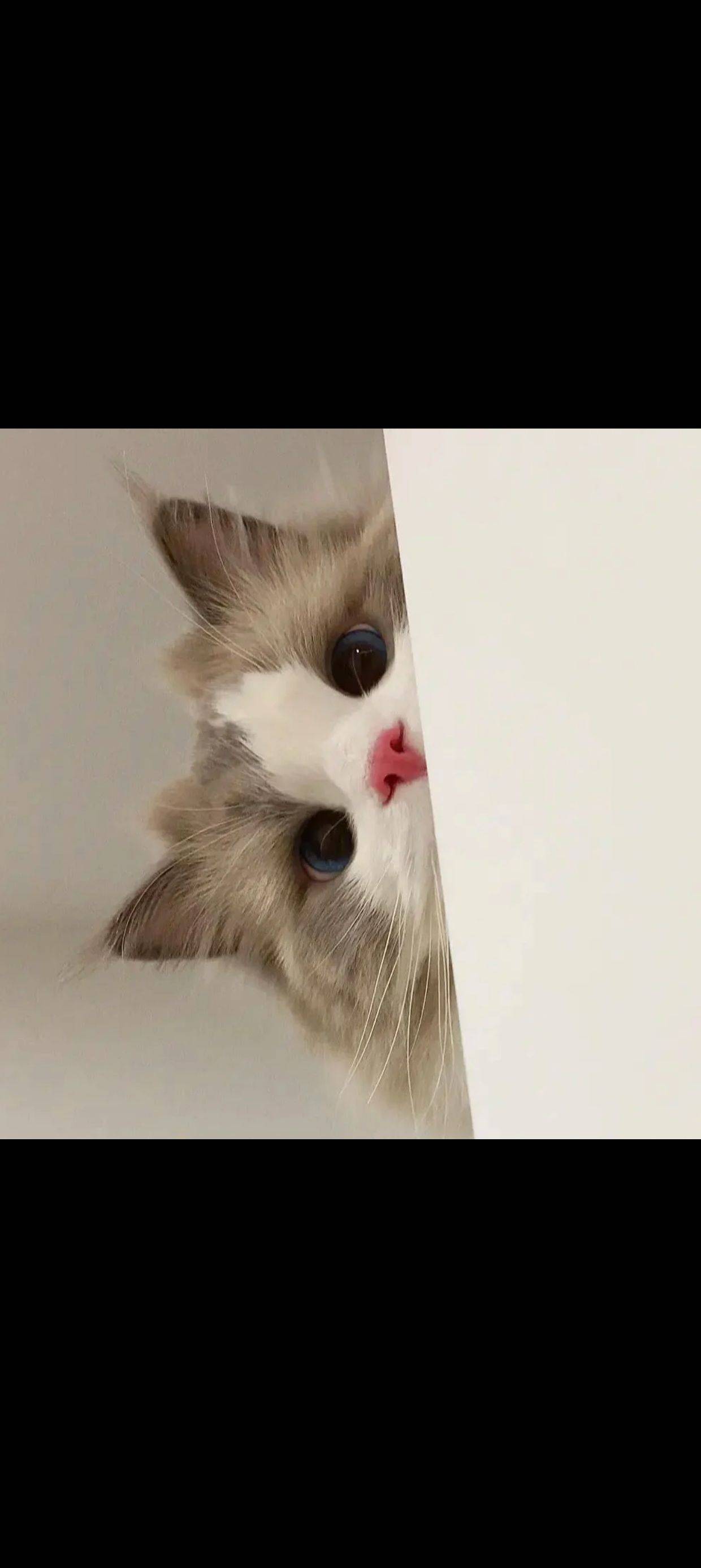 柒忆安