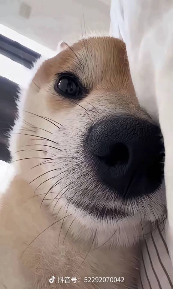 哈哈heng