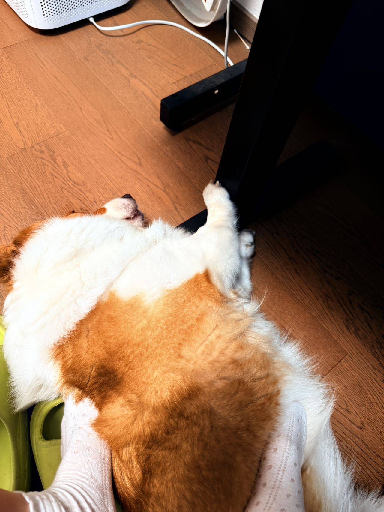 租房