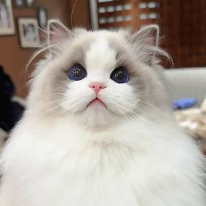 皮夹克先生
