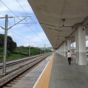 常青藤