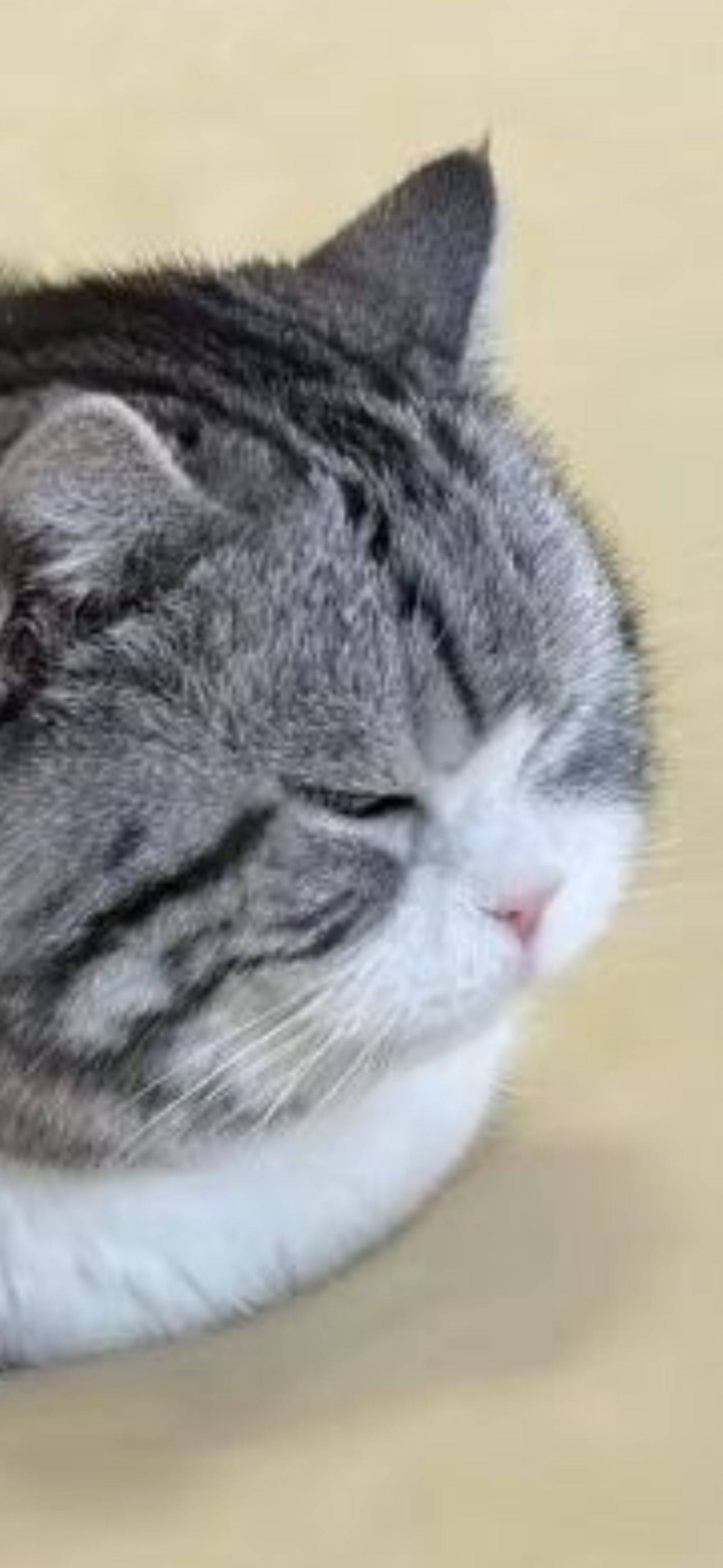牧童