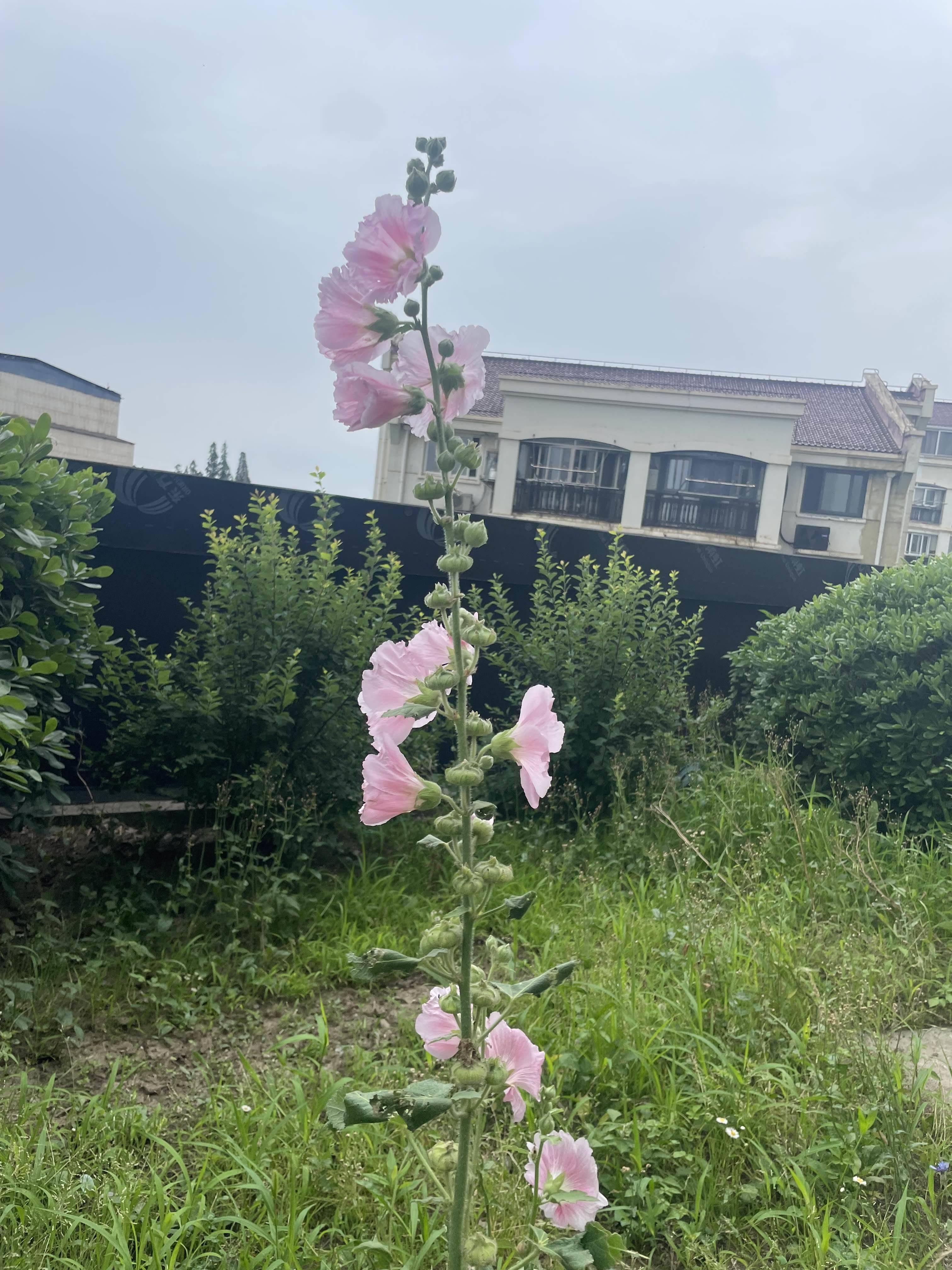 冰洁