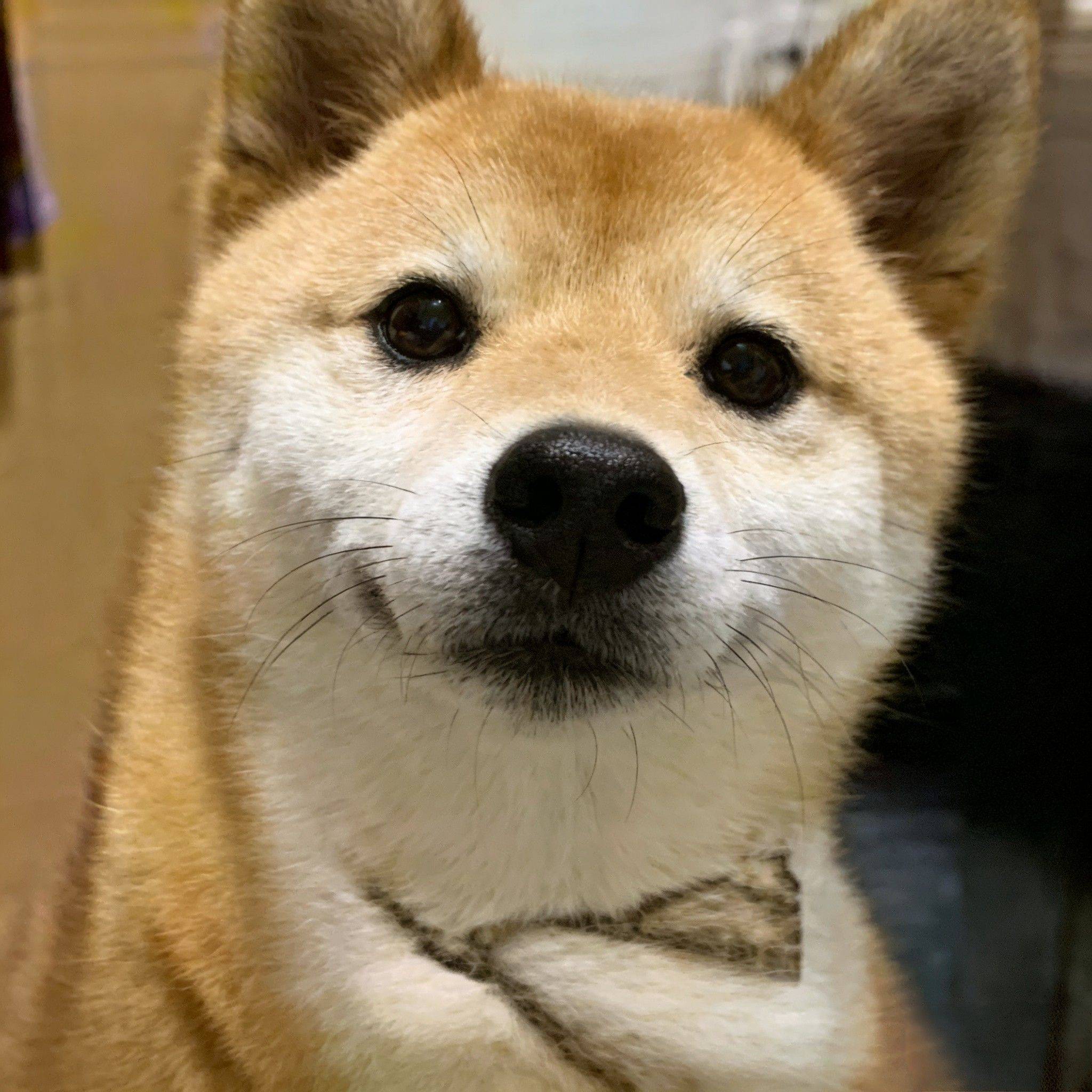 乐乐豆