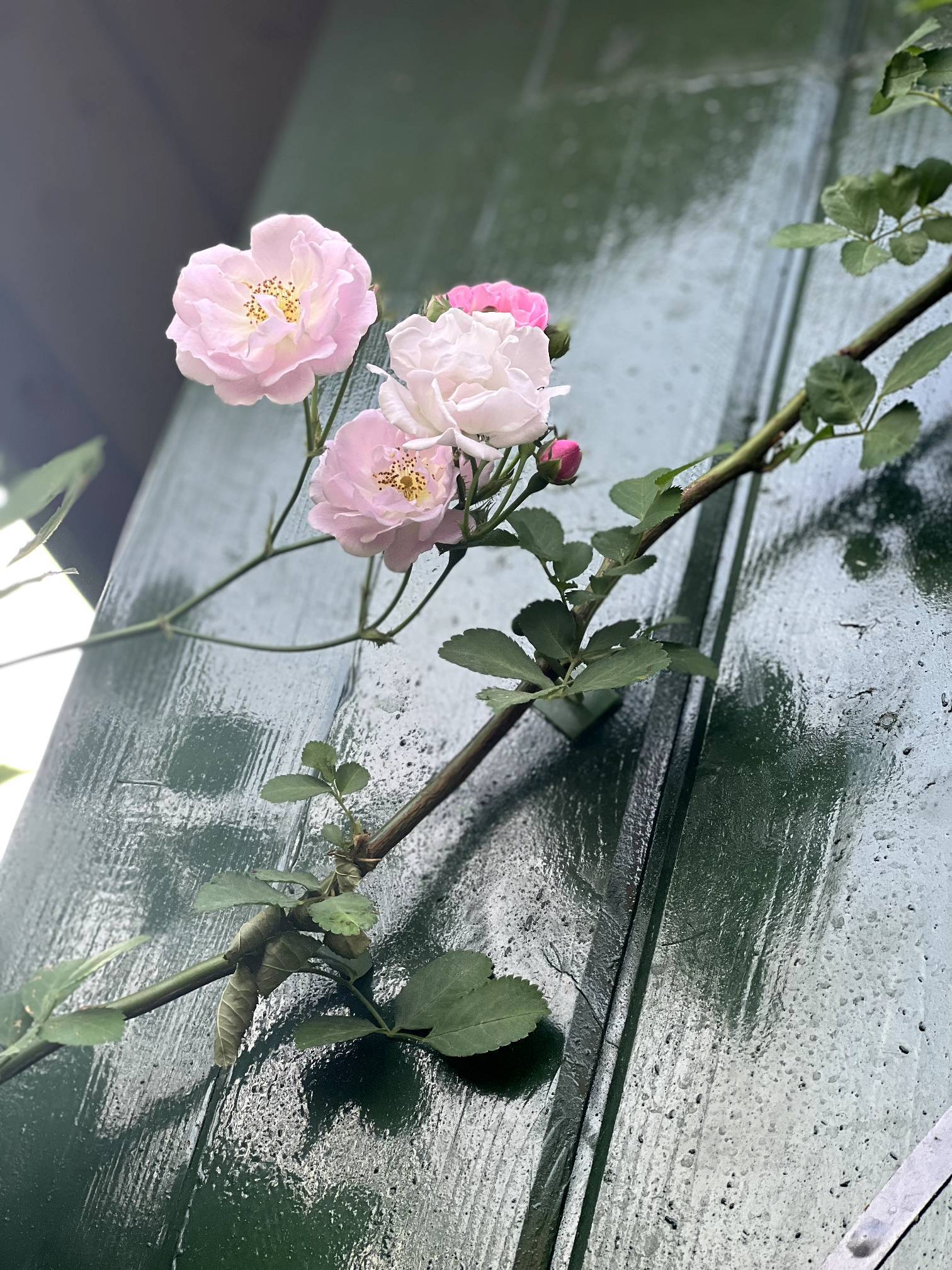 life_photo_1