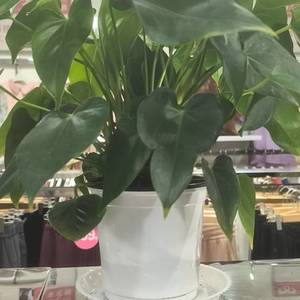 杨树森