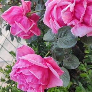 蒲公英