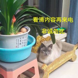 沙迦