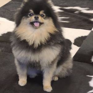 老肆