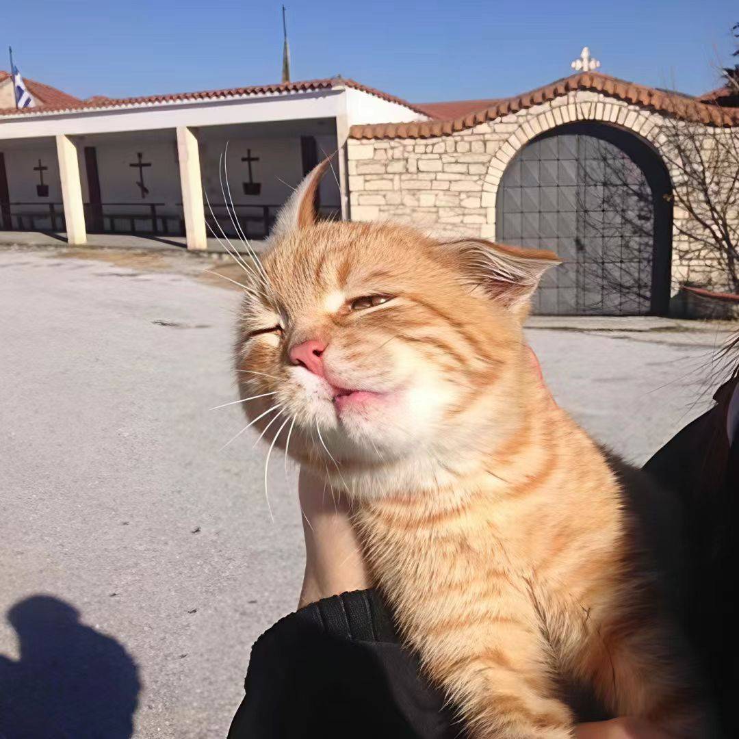 绿帽子的猫