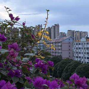 纳凉芭乐果