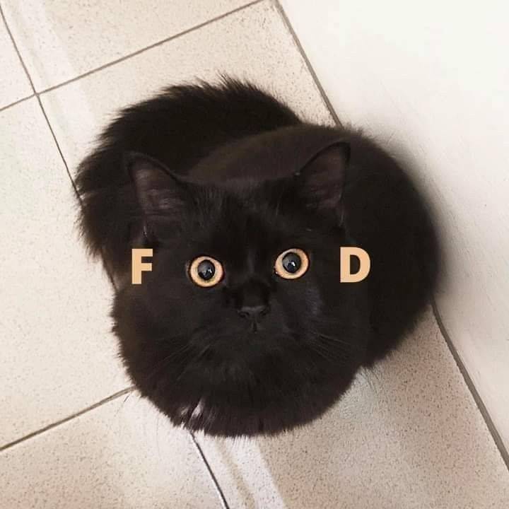 Meowwwww