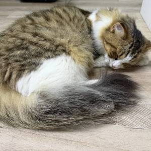 X霸天