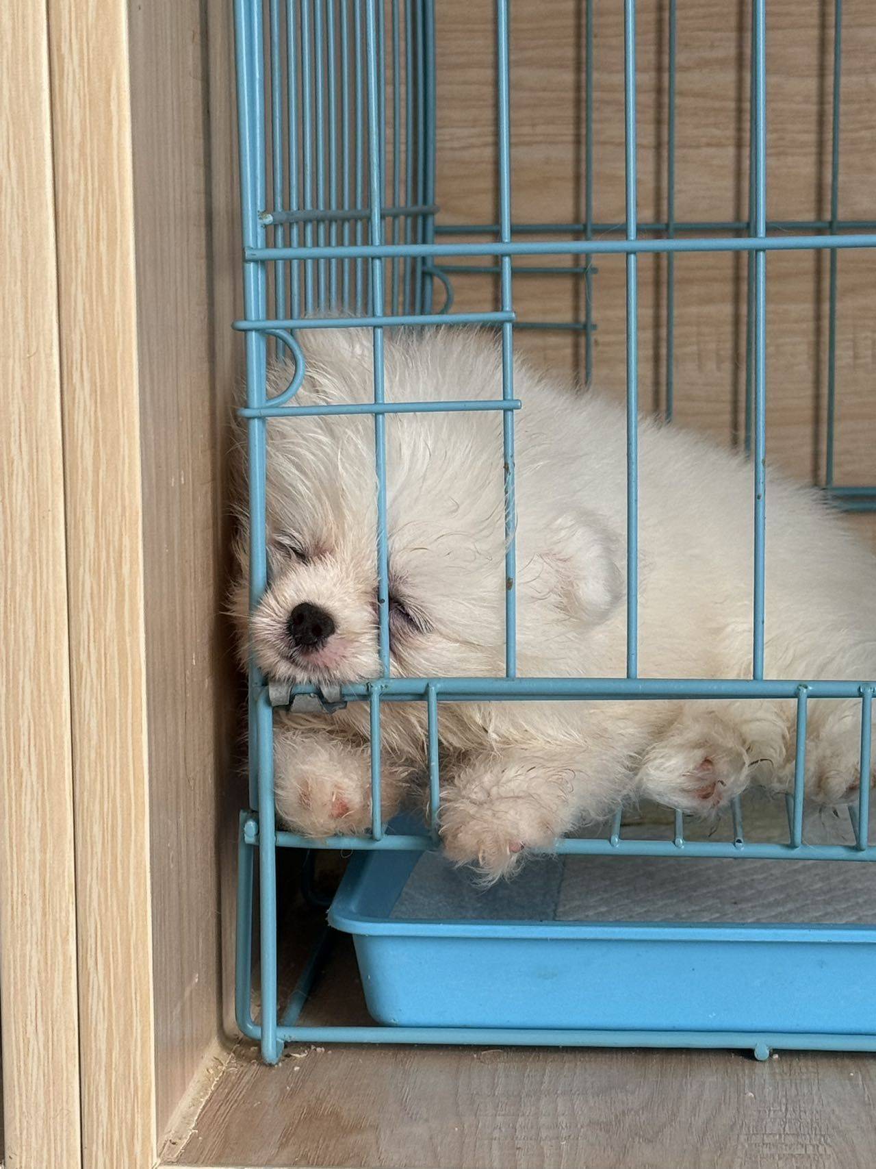 小白帽