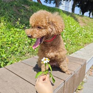 业主直租
