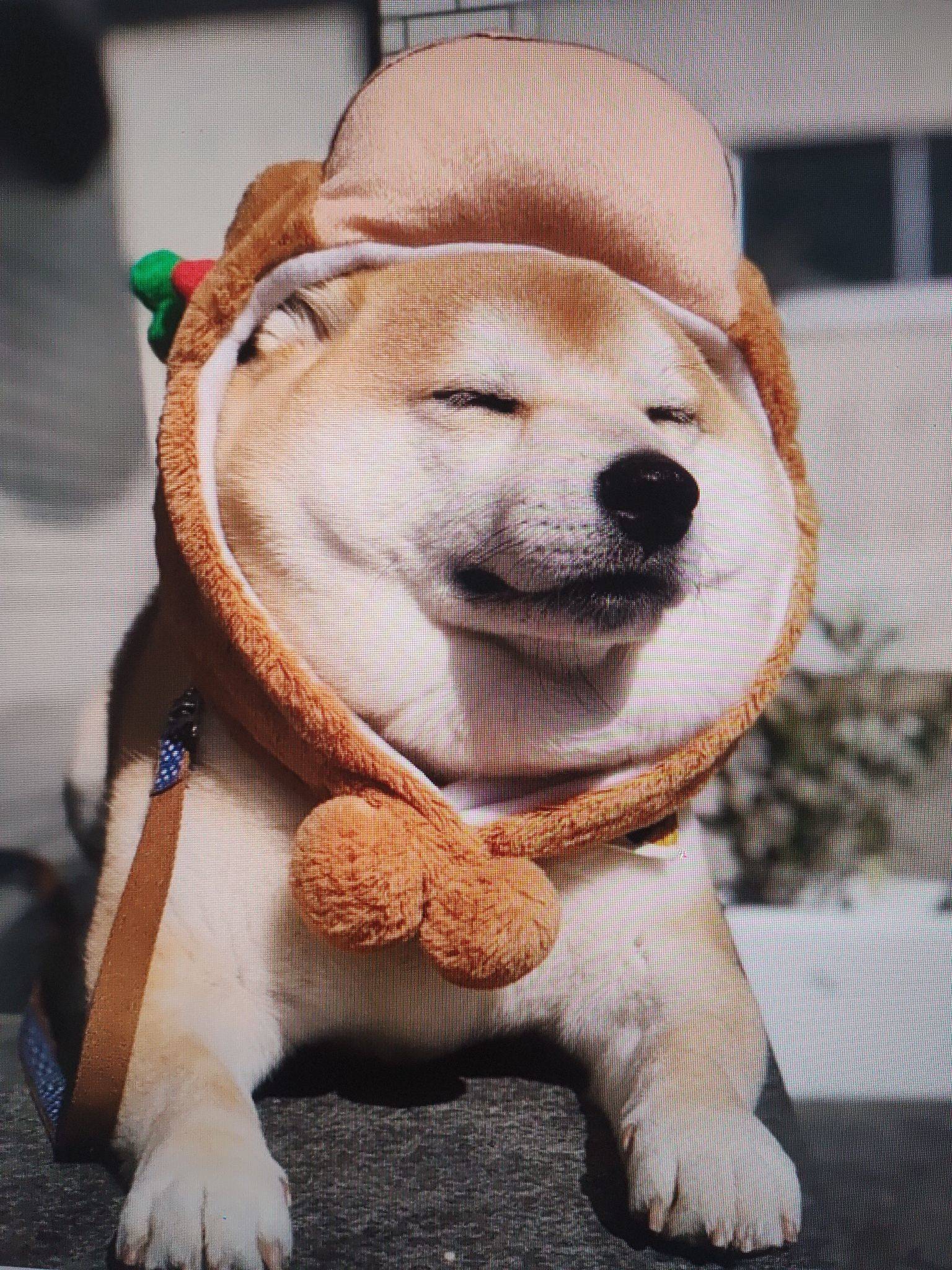 逗柴