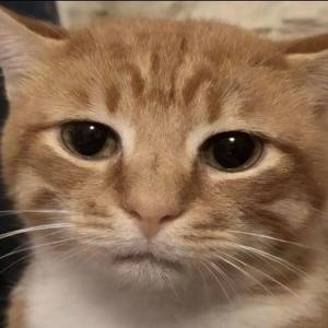 肖🐈