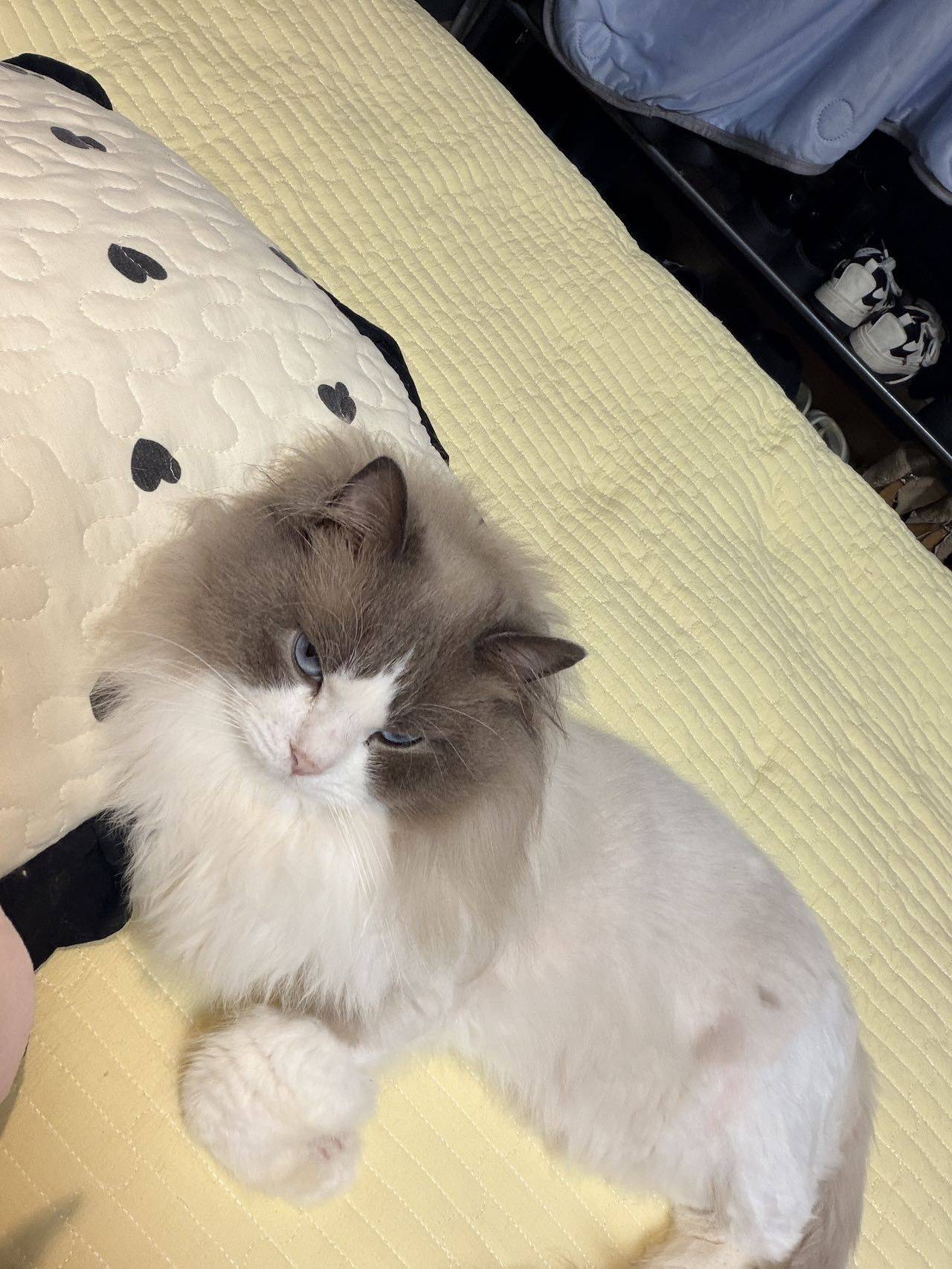 H ellokitty^