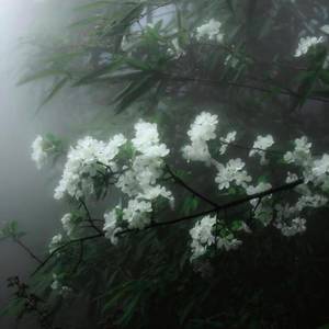 清