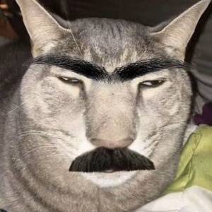 夜猫子