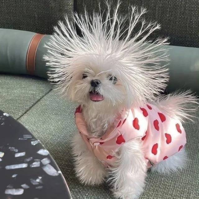 瑶