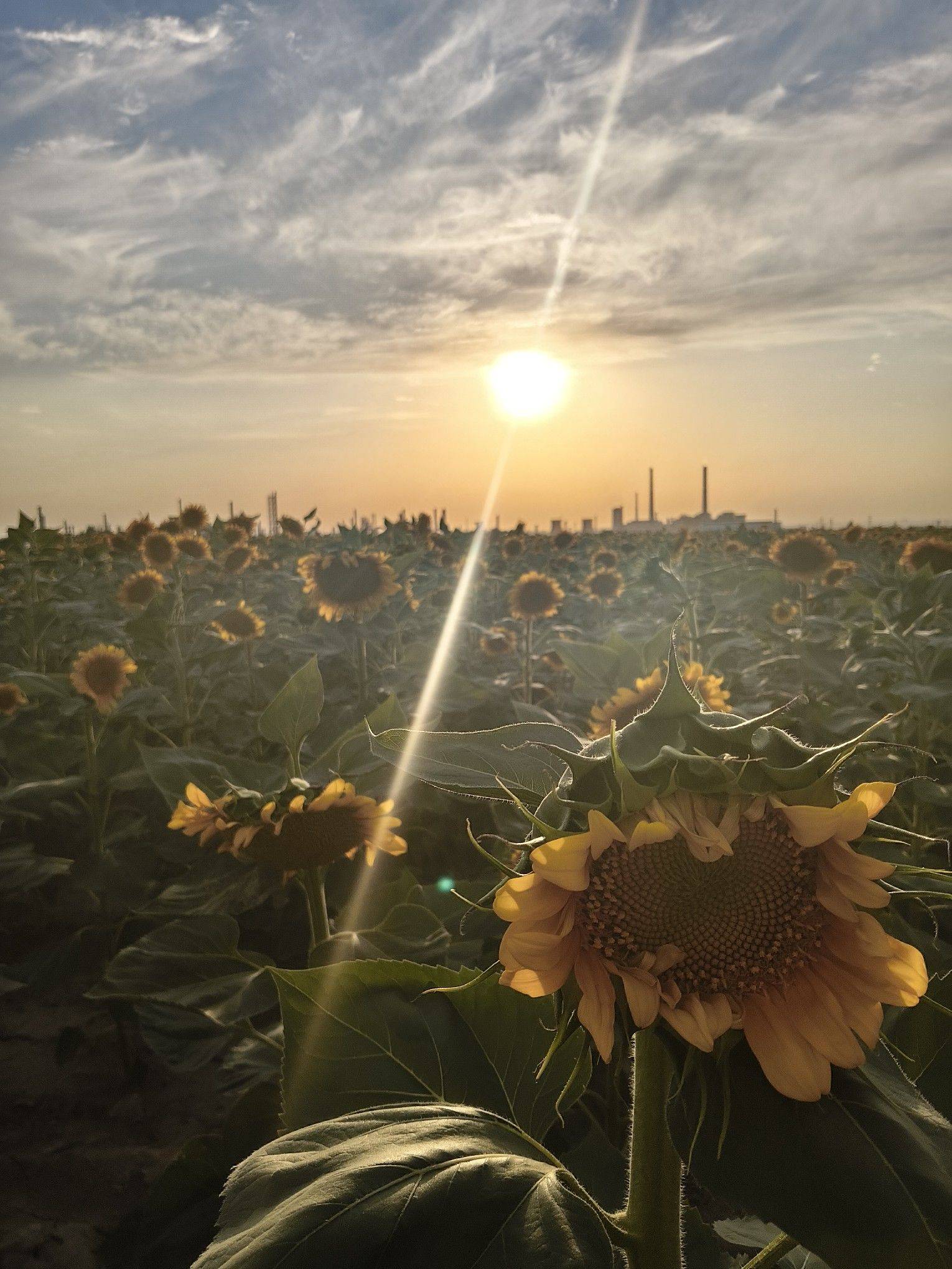 小莫