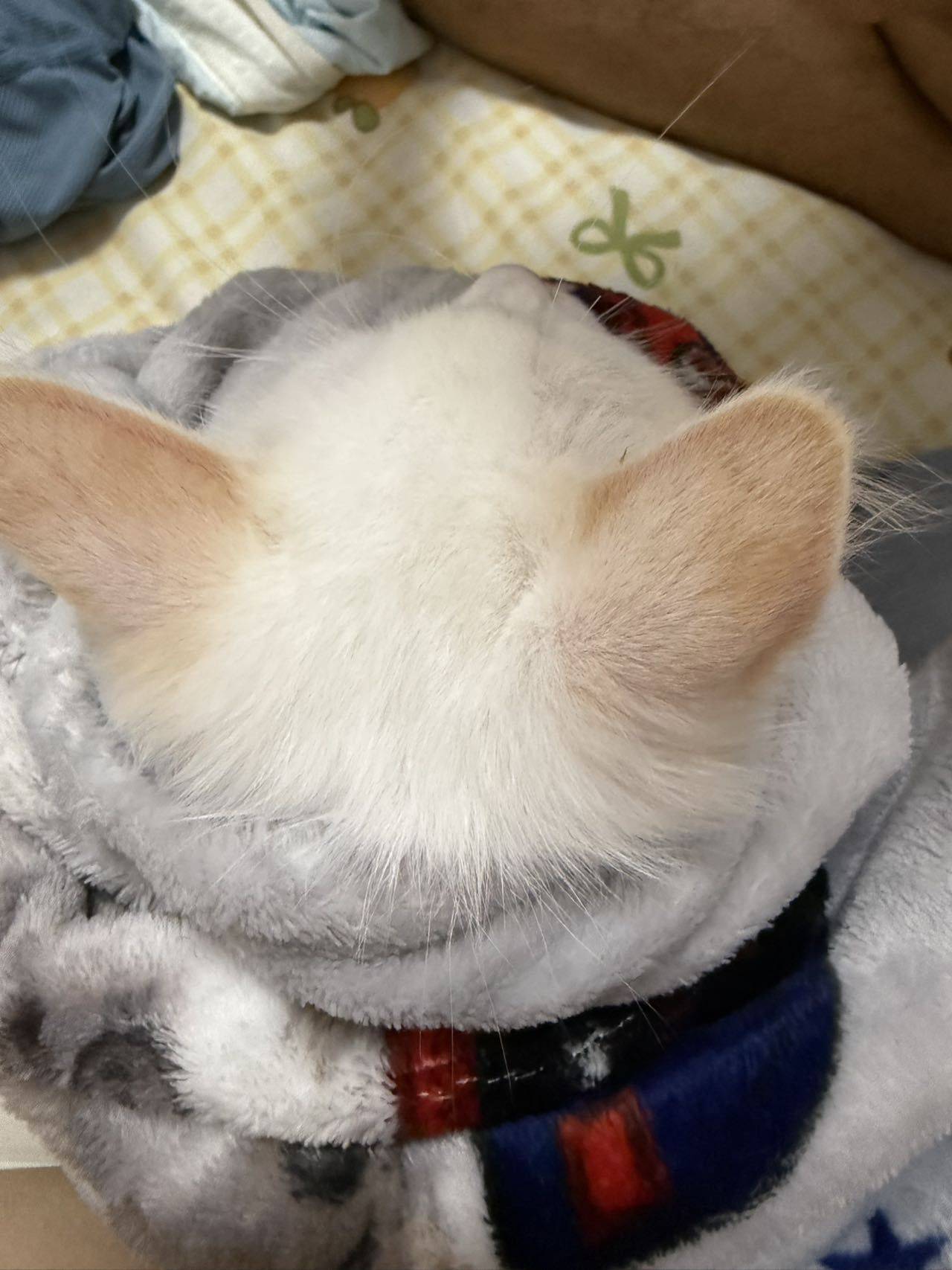 小鱼