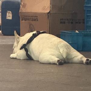转租回家咯