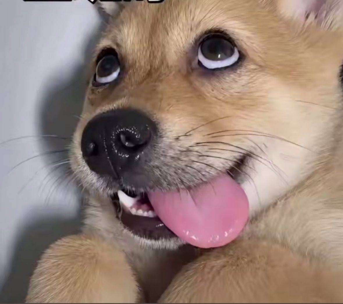 不要中介费