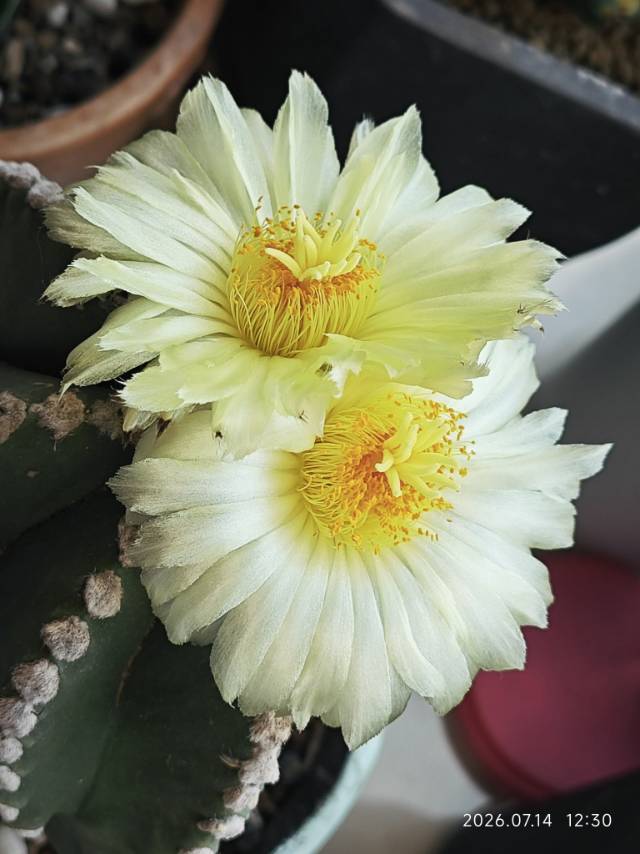 王老师