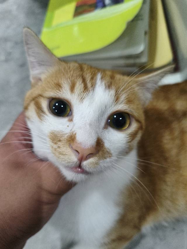 小余