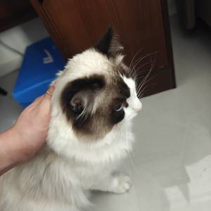 飞