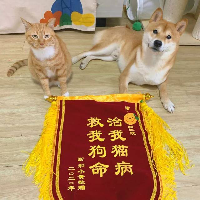 我的刀盾