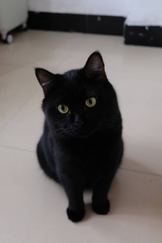 TOM