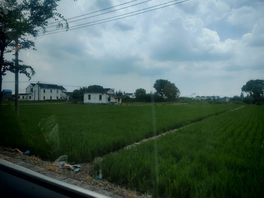 两只虎爸