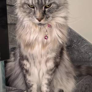 飞猪
