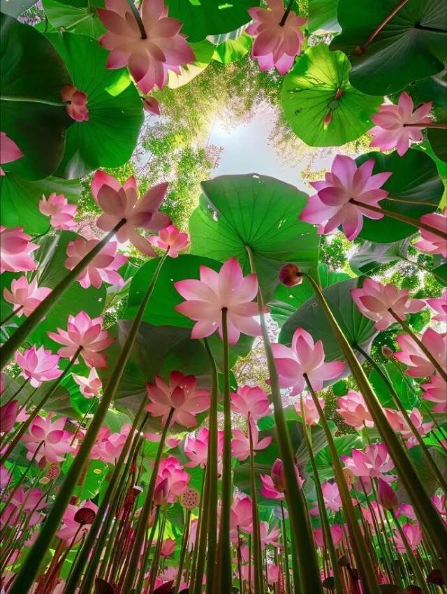 珠雀