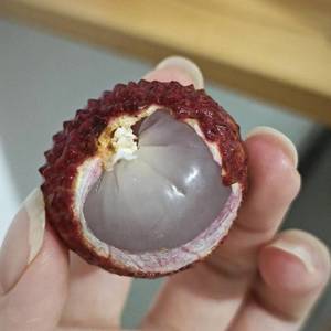 海鸥