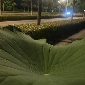 快乐布谷布谷