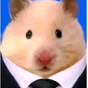 金之助的猫