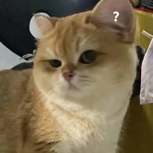 喵咪