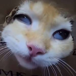 倥倥鲁