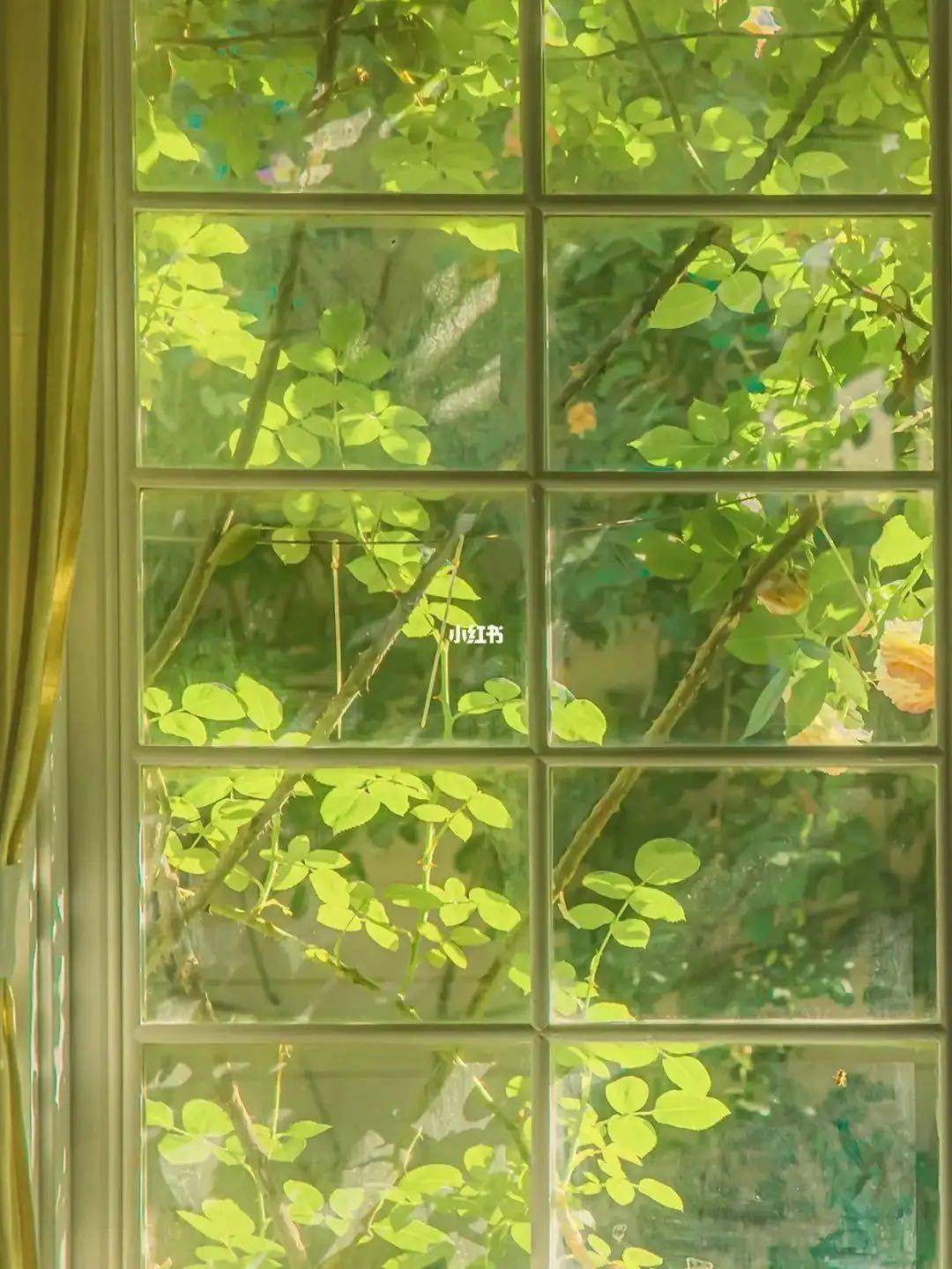 小蜜蜂