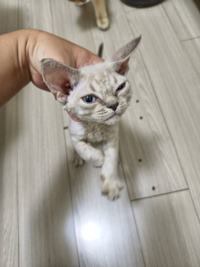 承宇