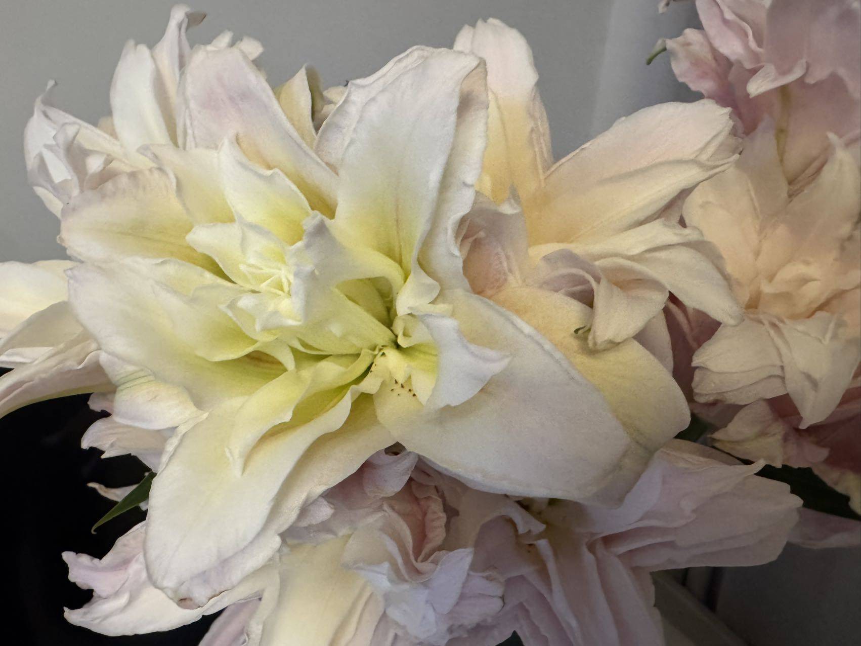 Lily