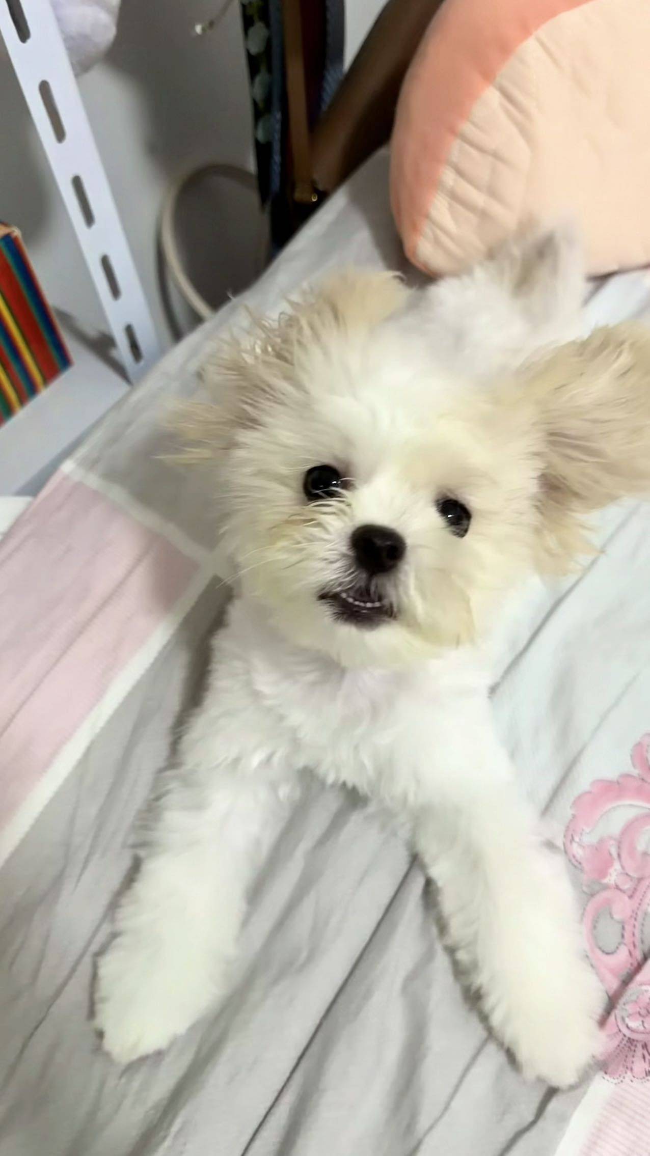 元宝🐶