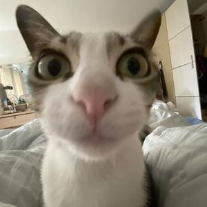 水上飘