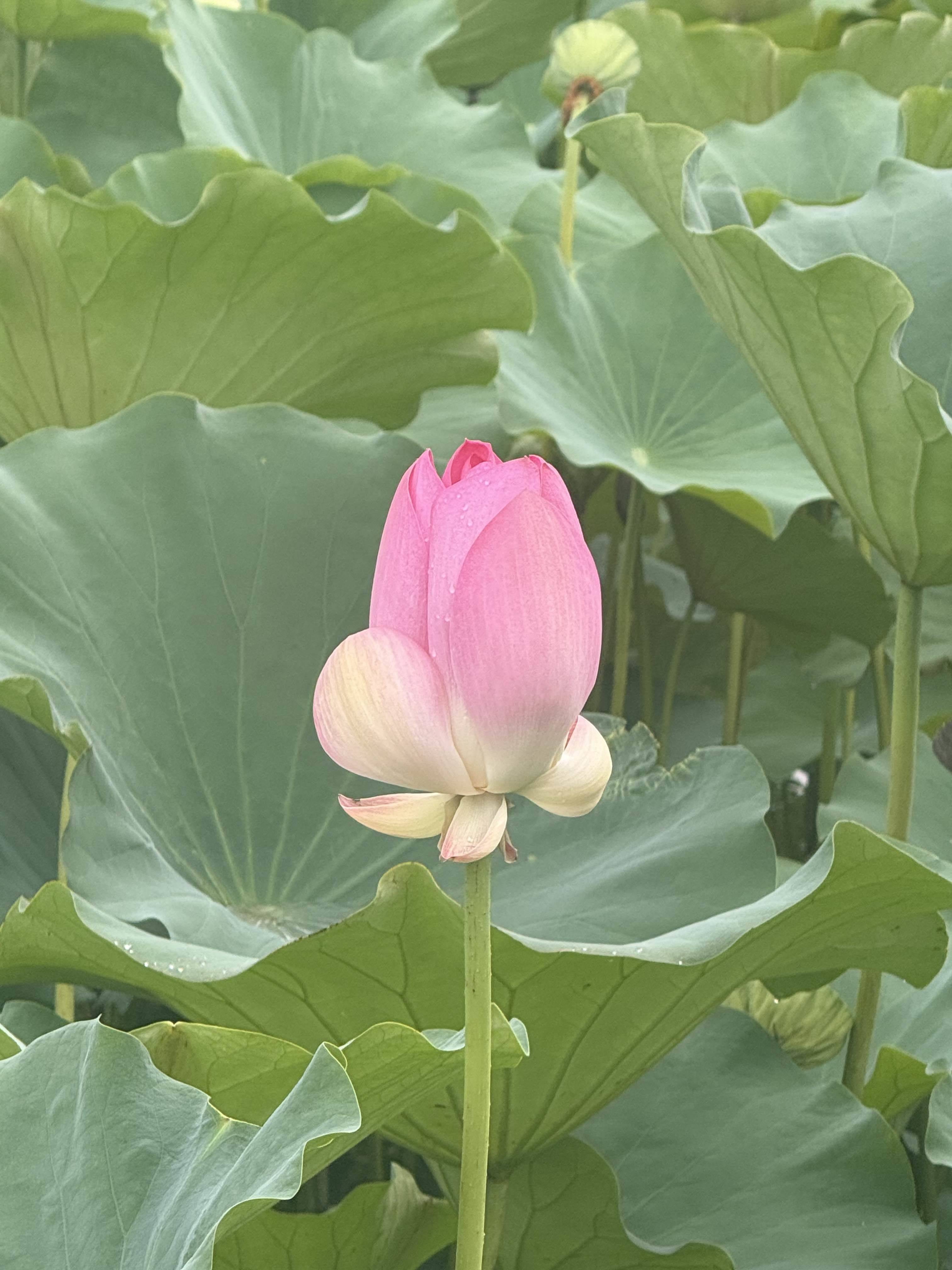 李明