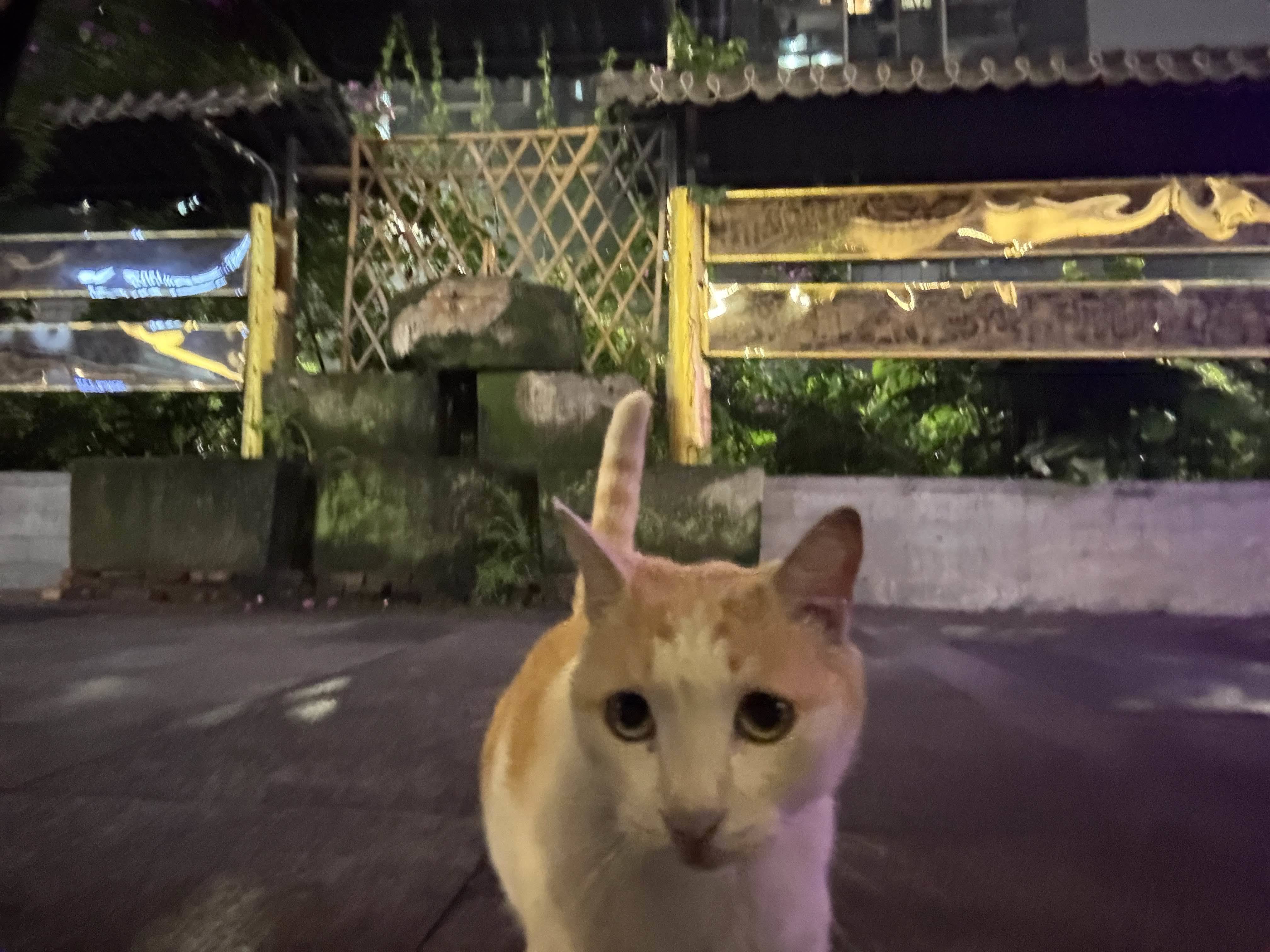 超级无敌霸王龙