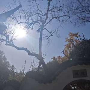 醉许